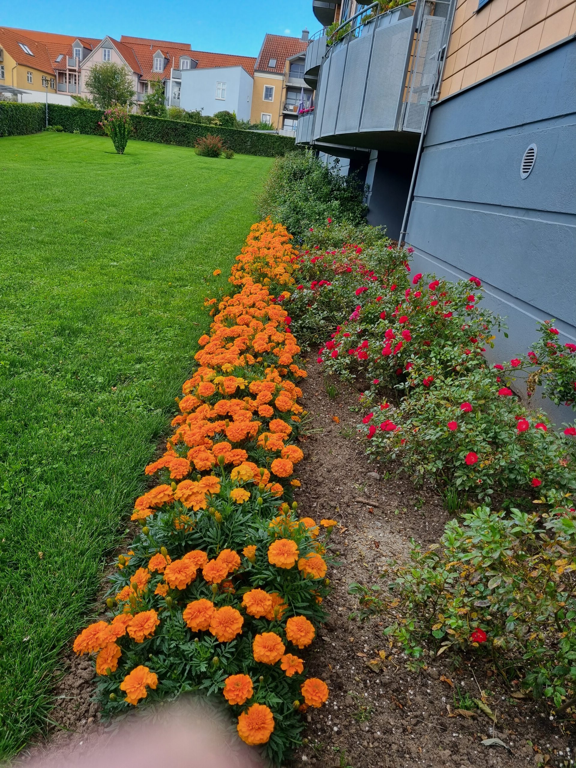 1.-gule-blomster-langs-husmuren